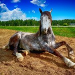 HIPOTERAPIA, czyli dlaczego warto spędzać czas z końmi?